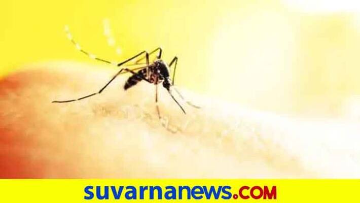 Dengue can occur anytime say experts highlighting the need to stay vigilant for mosquitoes Dengue can occur anytime say experts highlighting the need to stay vigilant for mosquitoes