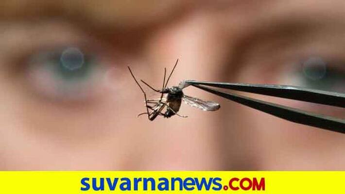 Dengue fever in Gangavati in Koppal District Dengue fever in Gangavati in Koppal District