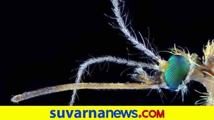 Dengue cases in midst of covid19 in mangalore Dengue cases in midst of covid19 in mangalore