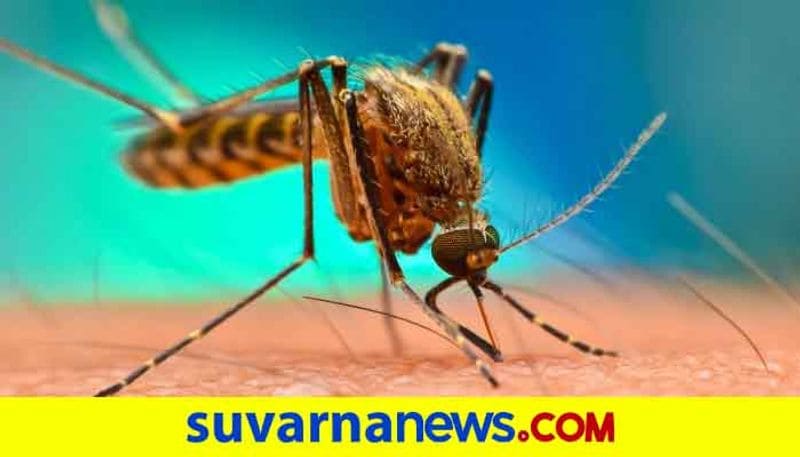How to protect yourself from being affected from dengue