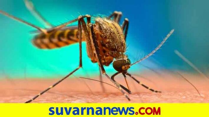 Increase of Malaria Cases in Karnataka grg Increase of Malaria Cases in Karnataka grg