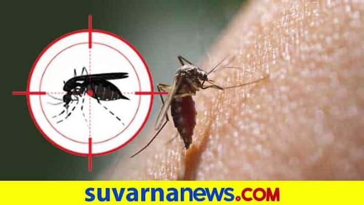 Dengue can happen twice and here is why it can be more dangerous the second time Dengue can happen twice and here is why it can be more dangerous the second time