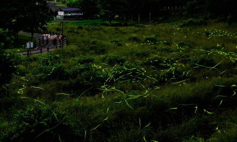 japan's Tatsuno fireflies dance