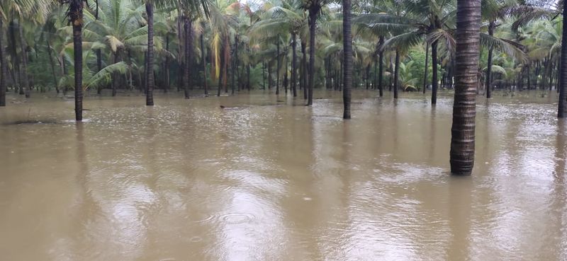 Agricultural land submerged in water as heavy rain hits in Kundapura