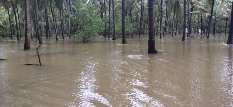 Agricultural land submerged in water as heavy rain hits in Kundapura