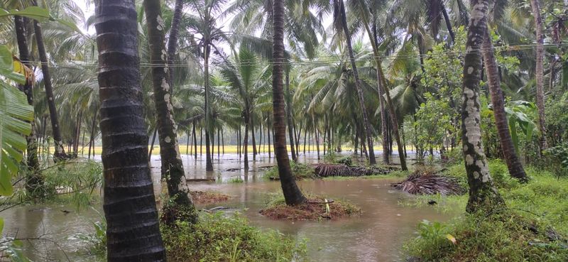 Agricultural land submerged in water as heavy rain hits in Kundapura