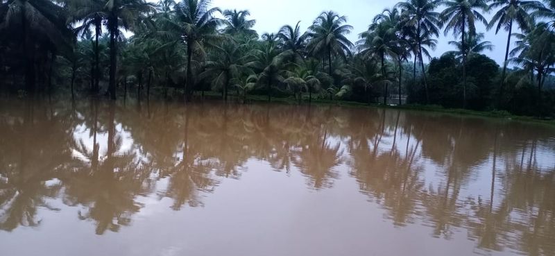 Agricultural land submerged in water as heavy rain hits in Kundapura