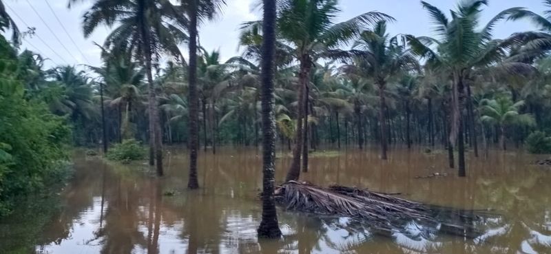 Agricultural land submerged in water as heavy rain hits in Kundapura