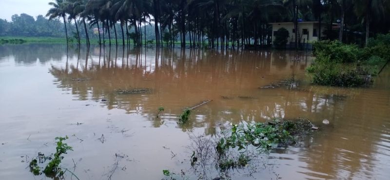 Agricultural land submerged in water as heavy rain hits in Kundapura