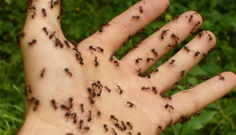 Have you ever wondered exactly how many ants live on Earth?