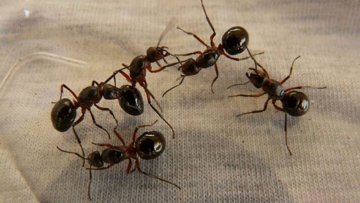 Ants enter the house tells about the good and bad signs according to astrology BDD Ants enter the house tells about the good and bad signs according to astrology BDD