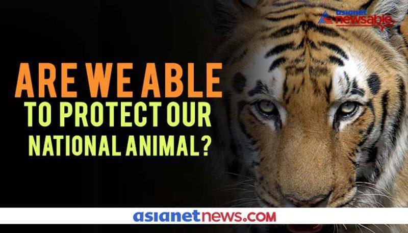 Are We Able To Protect Our National Animal - The Tiger?