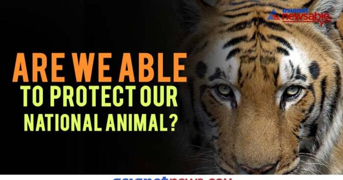 Are We Able To Protect Our National Animal - The Tiger? Are We Able To Protect Our National Animal - The Tiger?