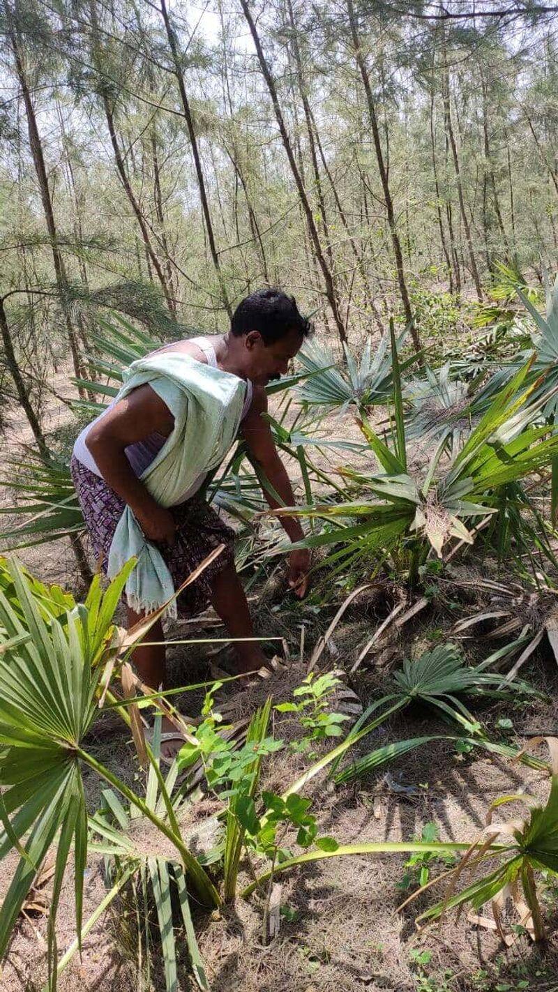 man who plant 50,000 sapling in cyclone affected village