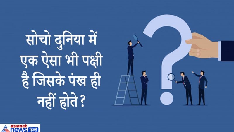 जवाब. कीवी। 