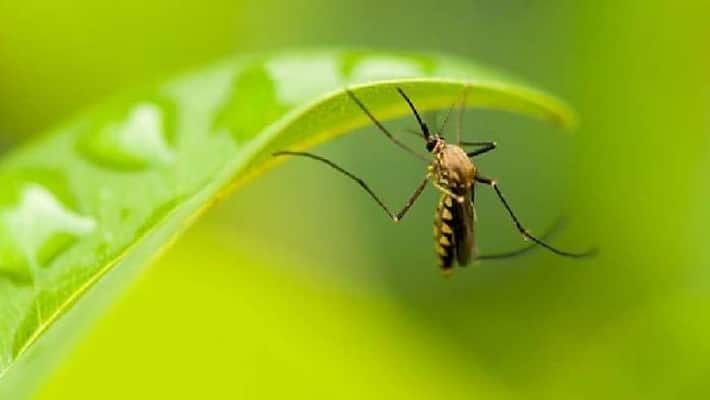Mosquito Menace Here Is All You Need To Know About Chikungunya
