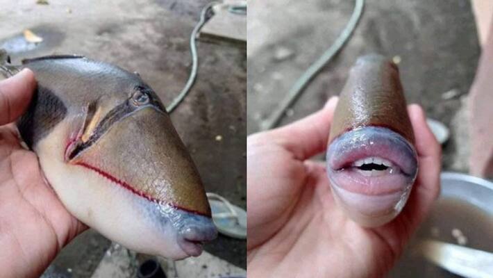 Human like Fish seen in malaysia goes viral on social media BRD Human like Fish seen in malaysia goes viral on social media BRD