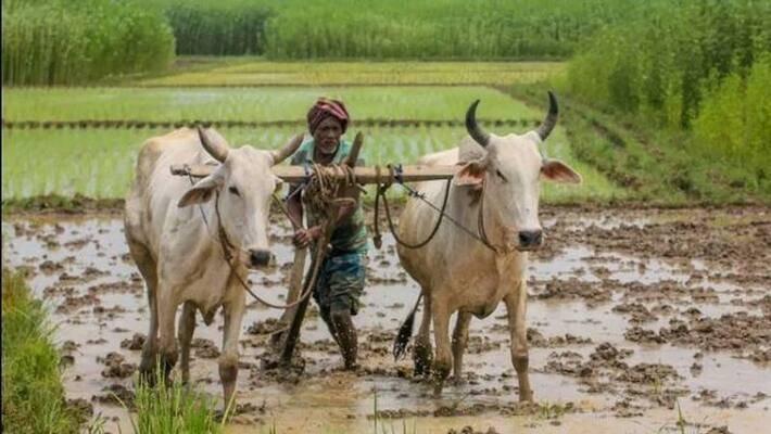 Farmers at risk of falling into the hands of vested interest gangs, Request to ensure jewelry loan. Farmers at risk of falling into the hands of vested interest gangs, Request to ensure jewelry loan.