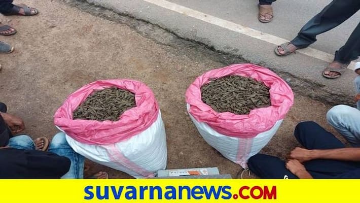 Two Pedlers Arrest for Selling Marijuana in Bengalurugrg Two Pedlers Arrest for Selling Marijuana in Bengalurugrg