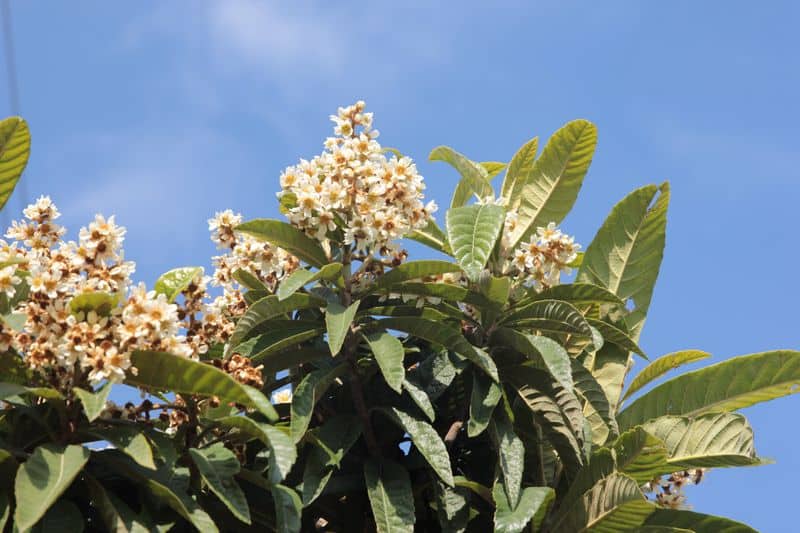 how to grow loquat