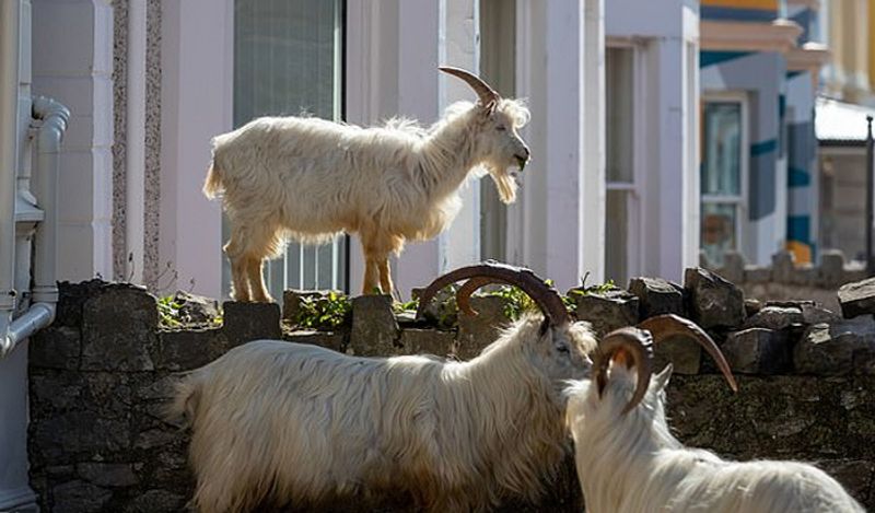 Telangana state is top in the country in mutton sales lns