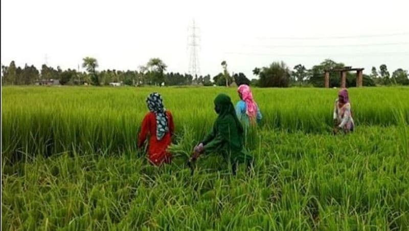 PM Kisan FPO Yojana 2020, farmers will get rs 15 lacs in this scheme of central government MJA