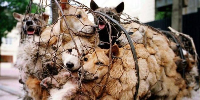 People of nagaland in India eat 30 thousand dogs per year KPP