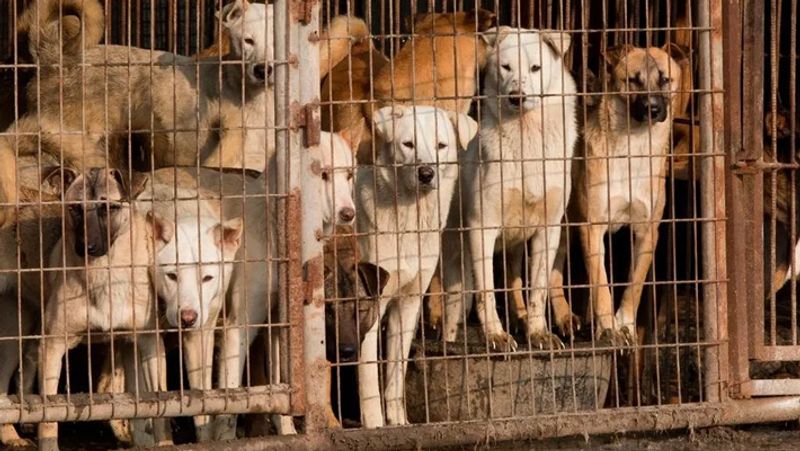 People of nagaland in India eat 30 thousand dogs per year KPP