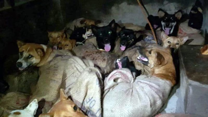 People of nagaland in India eat 30 thousand dogs per year KPP