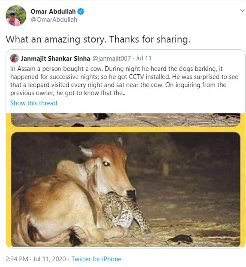 cow and leopard love story truth revealed