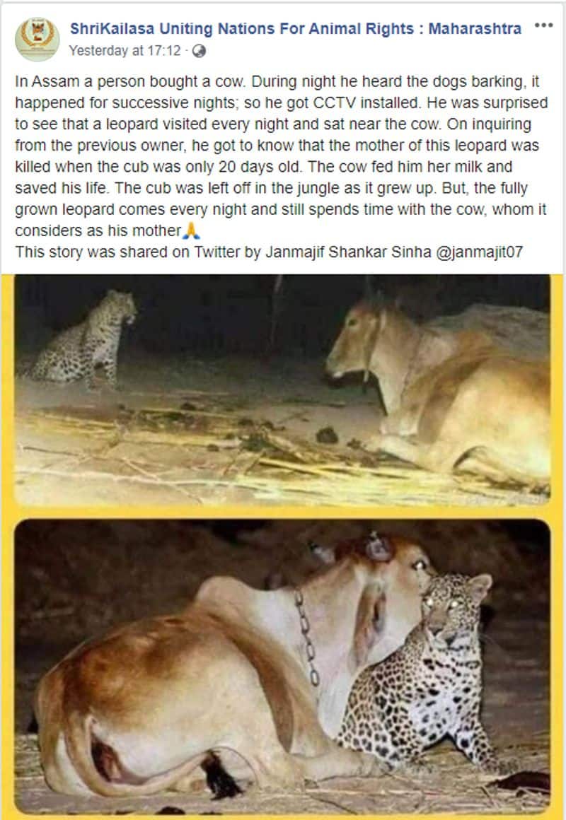 cow and leopard love story truth revealed