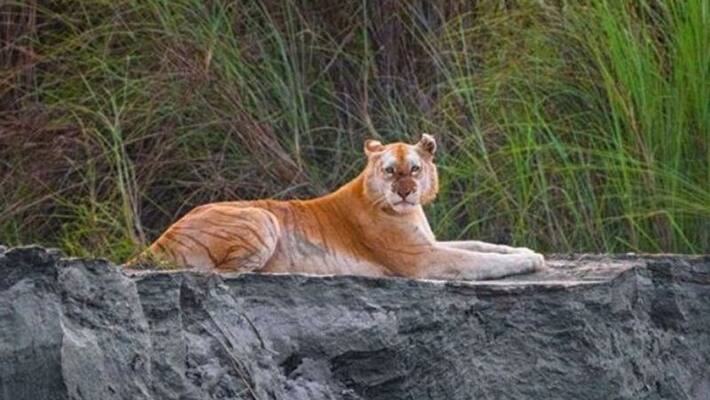 photo of India's only golden tiger in kaziranga goes viral bsm photo of India's only golden tiger in kaziranga goes viral bsm