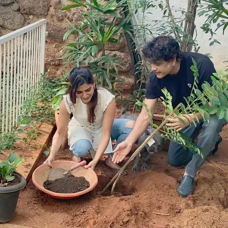 அந்த சவாலை ஏற்றுக்கொண்ட சமந்தாவும், மாமனார் நாகார்ஜுனாவுடன் சேர்ந்து 3 மரக்கன்றுகளை தனது தோட்டத்தில் நட்டு வைத்தார். 
