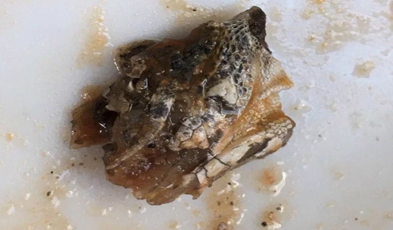 uk mom ready to sue lidl company after finding lizard head from sauce bottle kph