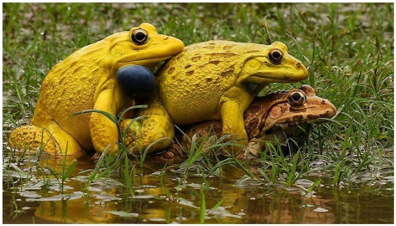 secret behind the yellow frogs on Madhyapradesh mating female attraction