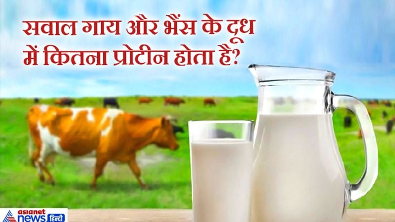 जवाब. गाय के दूध में लगभग 3-4 फीसदी प्रोटीन होचा है। वहीं भैंस के दूध में 4-4 से 5% तक प्रोटीन पाया जाता है।
