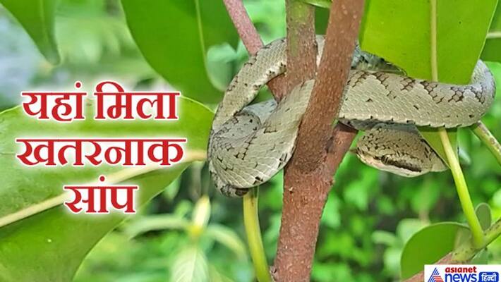 Chhattisgarh news,Rare snake named Malabar Pit Viper found in Korba kpa Chhattisgarh news,Rare snake named Malabar Pit Viper found in Korba kpa