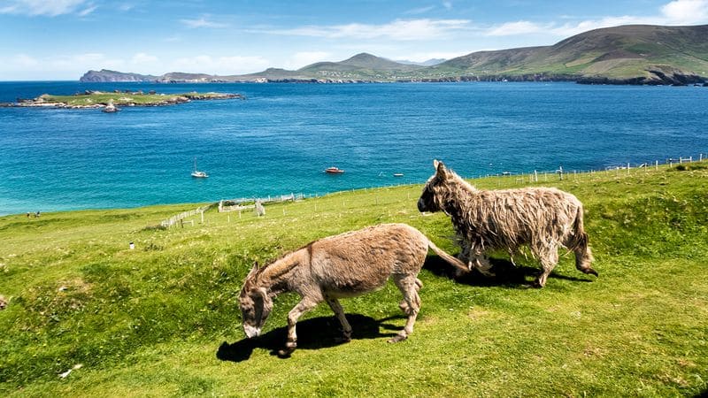 The couple in the Great Blasket Island