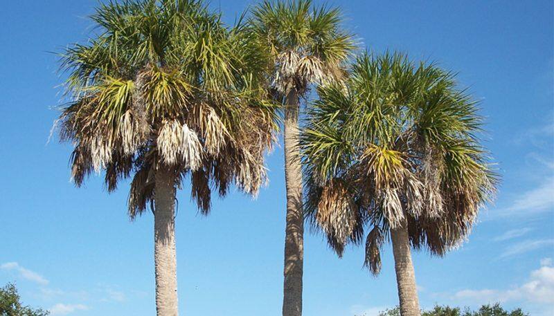 cabbage palms tree how to care