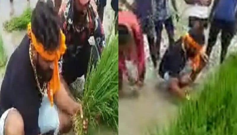Bhojpuri actor Khesari Lal Yadav planted paddy in lockdown, said this big thing ASA