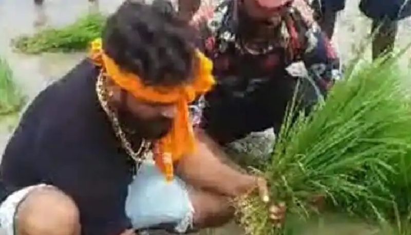 Bhojpuri actor Khesari Lal Yadav planted paddy in lockdown, said this big thing ASA