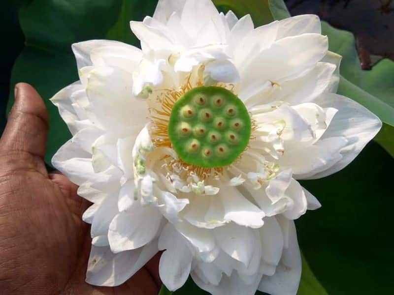 thousand petal lotus in ganesh ananthakrishnan's garden