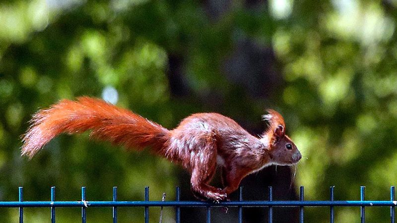bubonic plague in america Squirrel tests positive in Colorado KPP