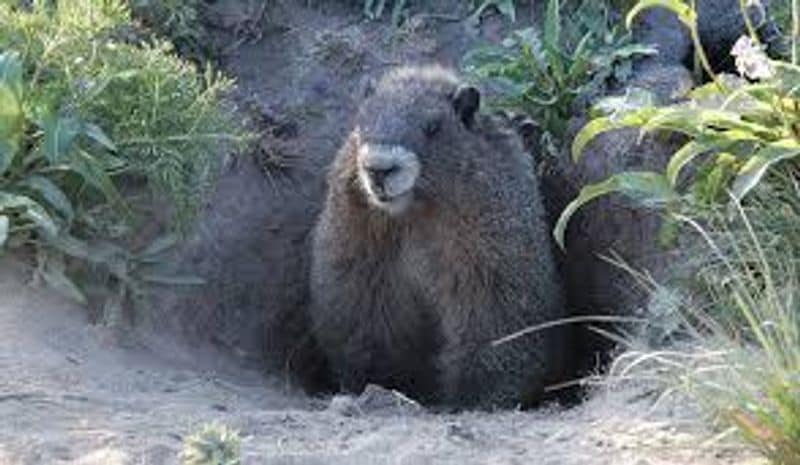 bubonic plague in america Squirrel tests positive in Colorado KPP