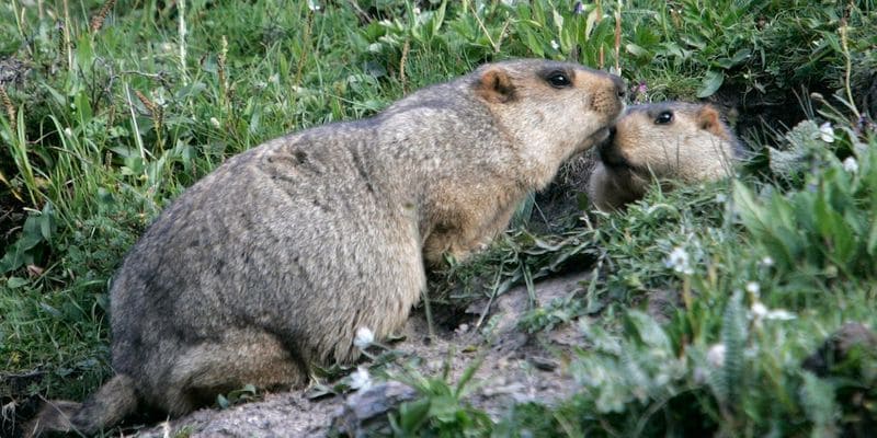 bubonic plague in america Squirrel tests positive in Colorado KPP