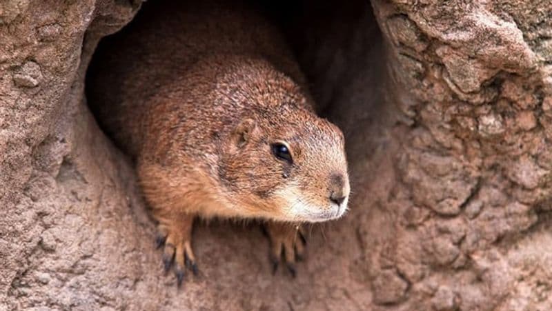 bubonic plague in america Squirrel tests positive in Colorado KPP