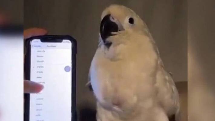 Viral video of bird dancing to alarm ringtones Viral video of bird dancing to alarm ringtones