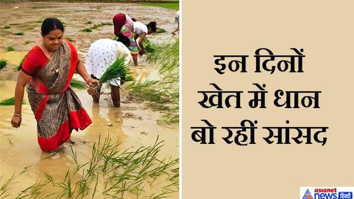 Bastar News, Rajya Sabha MP and state president of Mahila Congress Phulo Devi Netam were seen sowing paddy in the farm kpa Bastar News, Rajya Sabha MP and state president of Mahila Congress Phulo Devi Netam were seen sowing paddy in the farm kpa