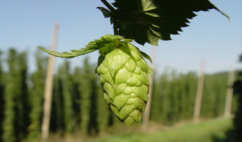 how to make beer at home easily with just 3 ingredients kph