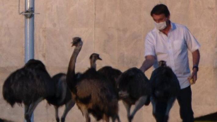 brazil president bolsonaro bitten by large bird during his covid quarantine bsm brazil president bolsonaro bitten by large bird during his covid quarantine bsm